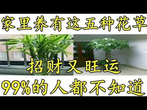 種榕樹好嗎|榕樹的栽培照護方法